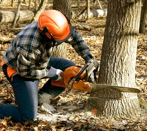 Tree Removal in Good Thunder, MN